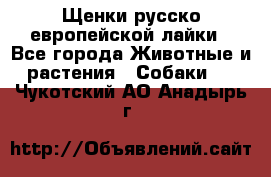 Щенки русско европейской лайки - Все города Животные и растения » Собаки   . Чукотский АО,Анадырь г.